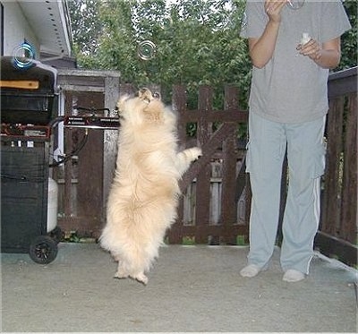 Jessy the Pomchi is in mid-air jumping on a back porch. Jessy is trying to grab a bubble being blown by a person