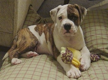 Alapaha Blue Blood Bulldog laying on a pillow with a dog toy