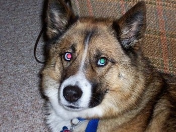 Close up - The face of a brown with white and black Alaskan Husky that is laying next to a couch and it is looking forward.