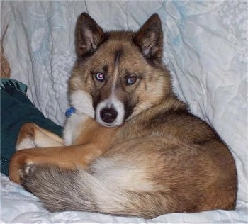 The back of a brown with white and black Alaskan Husky that is laying on a blanket