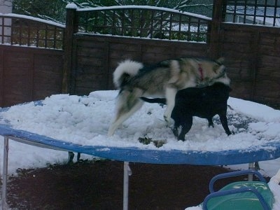The right side of a black with white and gray Alaskan Malamute and a Black Labrador that are playing around on a snow covered trampoline