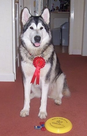 A black,gray and white Alaskan Malamute is sitting on a carpet, it is wearing a red ribbon with a frisbee in front of her