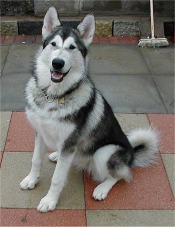 The front left side of a black, white and gray Alaskan Malamute sitting on a brick walkway with its mouth open. It looks like it is smiling.