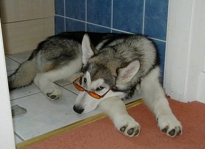 The front right side of a black, gray and white Alaskan Malamute that is laying on a tiled floor and it has sunglasses on