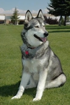 Kiana the Alaskan Malamute sitting on lawn with a building in the background