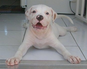 American Bulldog Puppies on American Bulldog Pictures