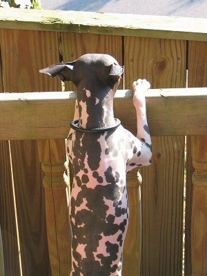 The back of a white and black American Hairless Terrier that is jumping up against  a wooden fence and it is looking over it.