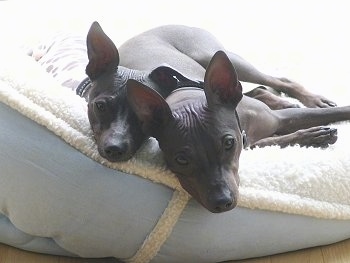 Two American Hairless Terriers are laying back to back on a tan and light blue dog bed. They have wrinkles on their forehead.