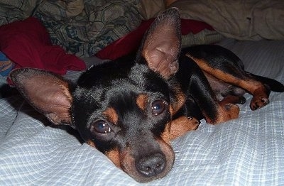 A black with brown Rat Pinscher is laying down on a bed and there are pillows behind it.