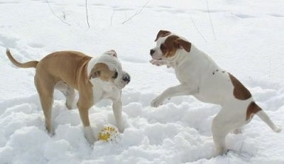 Two American bulldogs are playing around in the snow with a ball under the dog on the left