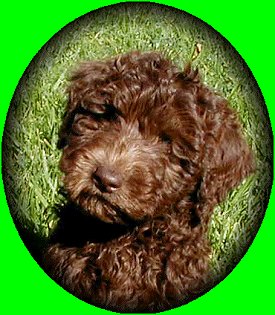Close up - A chocolate Australian Labradoodle puppy is sitting in a field and it is looking forward. There is a green vignette around the image.
