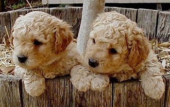 Close Up - Two Australian Labradoodle puppies are hanging over the edge of the inside of a wooden tree well and they are looking to the left.