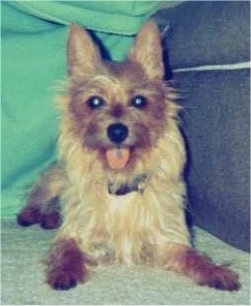 A tan Australian Terrier is laying on a carpet next to a couch. Its mouth is open, its tongue is out and it is looking forward.