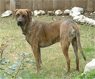 Black Mouth Cur standing outside with rocks and a wooden fence behind it