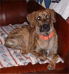 Black Mouth Cur laying on a blanket on a leather couch