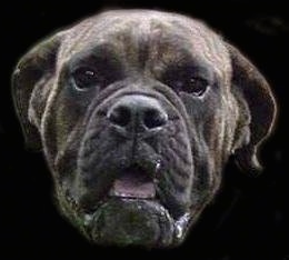 Close-up head shot of a Buldogue Campeiro photoshopped onto a black background