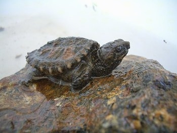 Close up - A dark baby snapping turtle is laying on top of a wet rock.