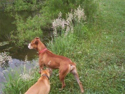 Tangi the Banter Bulldogge with and Banter Bulldogge standing next to a pond