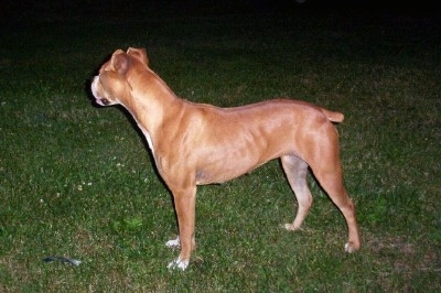 Right Profile - Tangi the Banter Bulldogge standing outside
