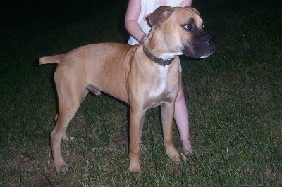 Wink the Banter Bulldogge outside standing next to a child