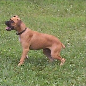 Right Profile - Wink the Banter Bulldogge standing outside with his mouth open and tongue out