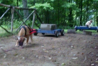 Wink the Banter Bulldogge pulling a cart half full of concrete blocks