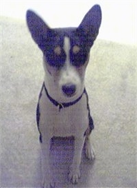 Gunther the Basenji sitting on a carpet