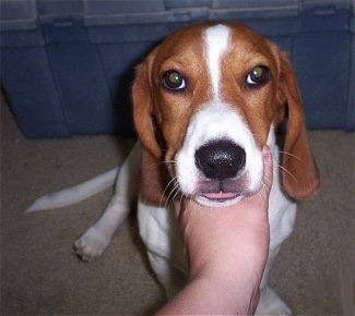 Close Up - Bubba the Basschshund sitting straight up with a persons hand under his chin