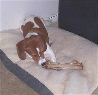 Bubba the Basschshund laying with a dog bone on top of his paw