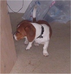 Bubba the Basschshund sitting in front of a door