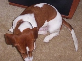 Bubba the Basschshund laying on a carpet