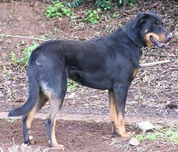 Left Profile - Cleo the Beauceron standing in dirt.