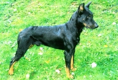 Left Profile - Haunter the Beauceron standing outside in the grass