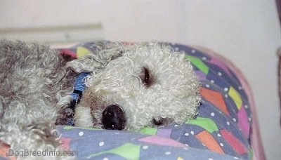 Close Up - Brenin the Bedlington Terrier sleeping on a bed