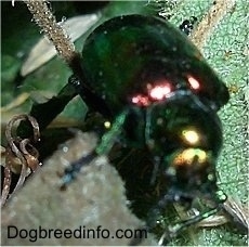 Close Up - Japanese Beetle