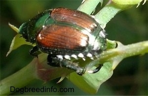 Japanese Beetle on a plant