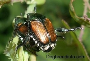 Two Japanese Beetles on top of each other on a leaf