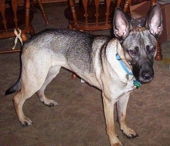 Clara the Belgian Malinois standing in a house next to a kitchen chairs