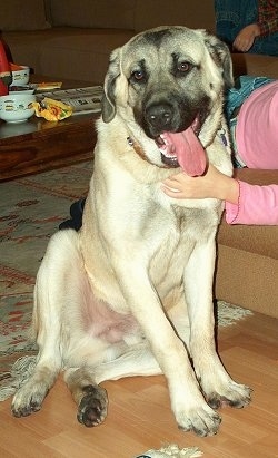 Bacon the Belgian Mastiff sitting in front of an ottoman on a hardwood floor with a person petting his chest