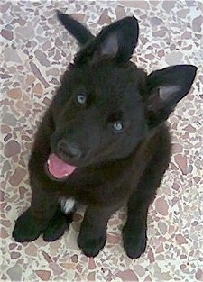 Aris the Belgium Shepherd puppy sitting on a stone surface looking up