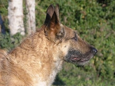 Close Up Left Profile - Belgian Shepherd Laekenois looking to the left