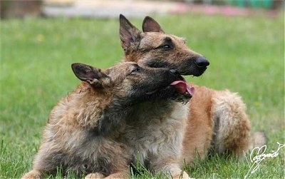 Denyah d’Eroudur and Bugatti d’Eroudur Belgian Shepherd Laekenois laying outside licking each other