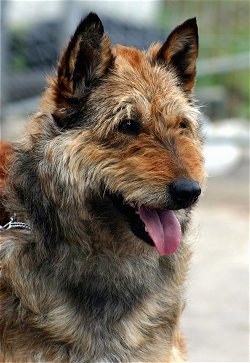 Close Up head shot - Anoebis van de Duvetorre the Belgian Shepherd Lakenois