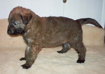 Right Profile - Troubles of Inka the Belgian Shepherd Lakenois puppy standing