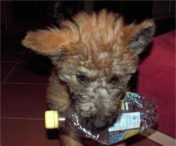 Close Up - Troubles of Inka the Belgian Shepherd Lakenois puppy with a empty plastic bottle in its mouth