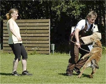 Anoebis the Belgian Laekenois biting a foam pad on a persons arm and getting hit with a stick while a lady watches