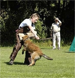 Anoebis the Belgian Laekenois biting a foam pad on a persons arm