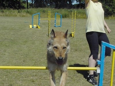 Anoebis the Belgian Laekenois jumping over a pole on an obstacle course