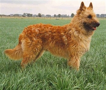 Left Profile - Belgian Laekenois standing with its mouth open and tongue out in tall green grass