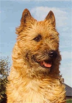 Belgian Laekenois Dog Breed Information and Pictures